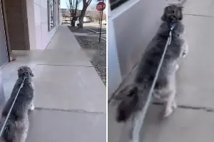 Reason Dog Speeds Up at ‘Stop’ Sign Leaves Internet in Stitches