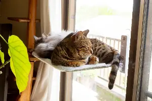 Multi-Cat Owner Checks Out Pets’ Hammock, Unprepared for What She Finds