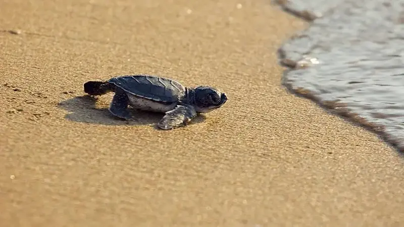 New born Caretta (loggerhead) sea turtle crawling on golden sands