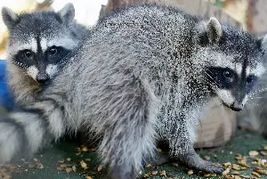 First rabid raccoon case in LA County in more than 50 years sparks warning