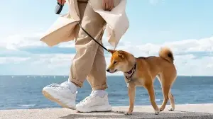 Are you walking your dog correctly? Vet shares 5 common mistakes that may harm them