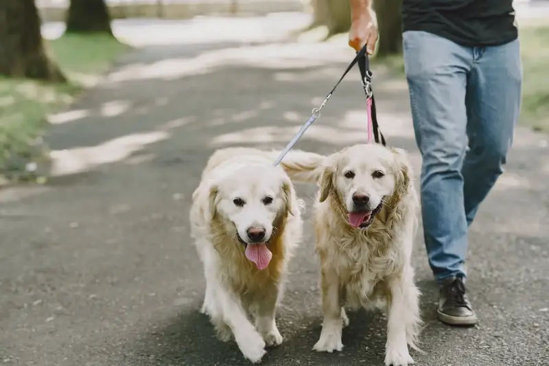 You should choose a proper leash; otherwise, it will stress the dog's neck. 