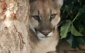 Mountain lions stall plan to build 400 residences on LA golf course
