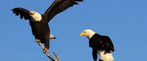 This donation protects local wildlife habitat.