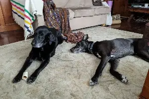 Great Dane Mix Gets a Lookalike Sibling—DNA Test Leaves Owner ‘Obsessed’