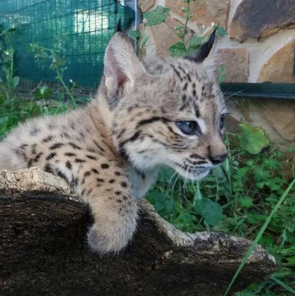 La temporada de cría en La Olivilla finaliza con el nacimiento de once linces, de los que sobreviven ocho