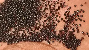 Thaickal’s Crimson Amaranth Is A Women-Led Kerala Legacy