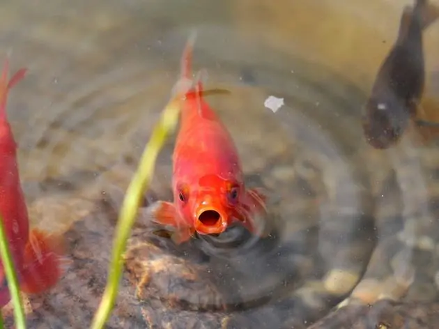 Teichfische werden erst aktiv, wenn das Wasser wärmer ist – kleine Futtermengen sind zum Saisonstart völlig ausreichend.