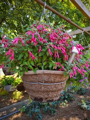 On Gardening: This fuchsia is a gardener game changer