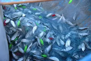 In December 1938 a museum curator sifting through a fisherman’s catch in a South African port lifted out a heavy blue fish that science had known only from fossils and presumed extinct since the age of the dinosaurs