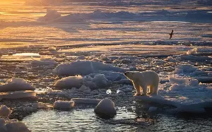 Why do polar bears continue to thrive despite the melting ice?