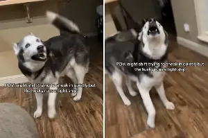 Nurse Returns Home Quietly at 2 a.m., but Husky ‘Runs a Tight Ship’