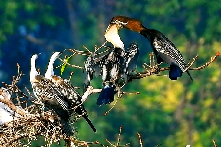 A rare population of snake-necked birds with more than a dozen nests during the breeding season - Photo 2.