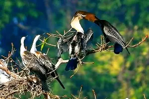 A rare population of snake-necked birds with more than a dozen nests during the breeding season.