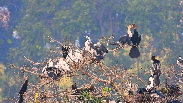A rare population of snake-necked birds with more than a dozen nests during the breeding season - Photo 3.