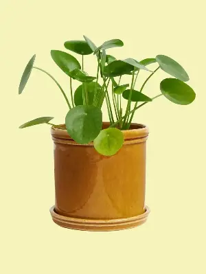 Not Citronella, Not Thyme — This Inexpensive Supermarket Herb Is an Attractive, Natural Pest Repellent That Makes Your Garden Look Like Italian Summer