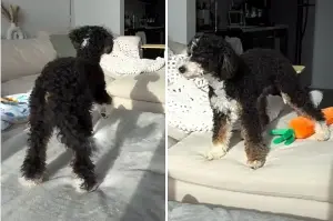 What 6-Month-Old Puppy Does When Home Alone for a Few Minutes Breaks Hearts