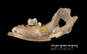 Jurassic bark: 15,000-year-old remains of pet dog discovered in Somerset