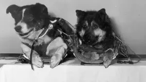 Soviet space dogs Veterok and Ugolyok spent 22 days in orbit in 1966, revealing the effects of prolonged spaceflight