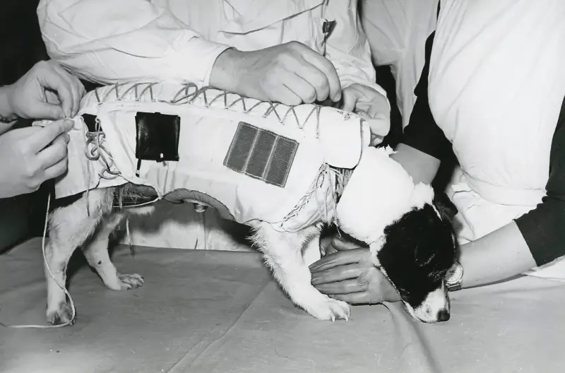 Veterok (in pic) and Ugolyok’s 1966 mission included continuous health monitoring and radiation measurements. After landing, researchers recorded dehydration, skeletal changes and impaired coordination, along with later changes in blood-cell measures.