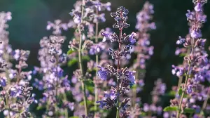 Catmint vs catnip – what is the difference between these popular perennials?