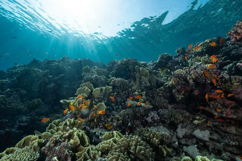 Explore the vibrant underwater world with coral reefs and fish under sunlight in clear ocean waters.