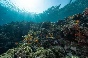 A team led by Nick Mortimer at GNS Science in New Zealand spent two decades mapping the basalt and granite floor of the Tasman region before formally naming Zealandia in a 2017 paper, ending more than a century of arguments about whether a submerged landmass could still count as a continent.