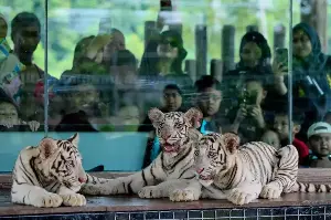 Three white Bengal tiger cubs debut at Kemaman Zoo