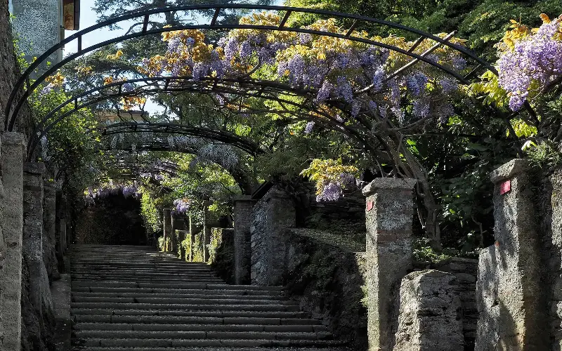 Make your way down the famed Wisteria Staircase of Isola Madre - FEDERICA GRASSI