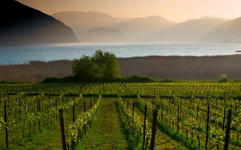 Gentle, rolling hills are covered with vineyards and olive groves on the Strada del Franciacorta - ALDO PAVAN