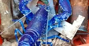 A father and son caught an extremely rare blue lobster.