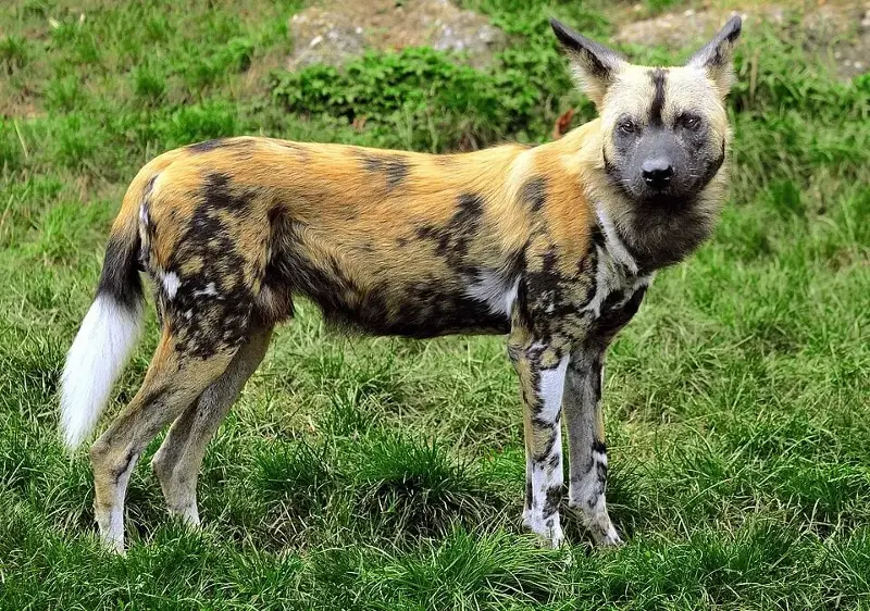 In Zambia, scientists track African wild dogs with GPS collars to see where young dogs go after they leave home.
