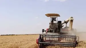 Egypt successfully experiments with growing wheat in saltwater.