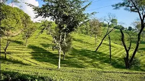 Vagaries of weather: Trouble brews for Himachal’s tea industry