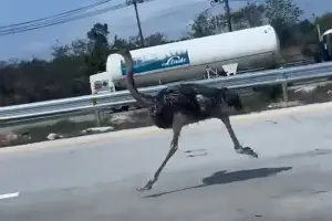 Ostrich paces the traffic on Highway 36