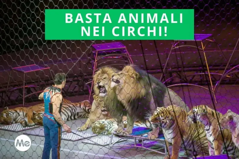 Taranto dice NO agli animali nei circhi e sollecita il Governo a vietarli definitivamente
