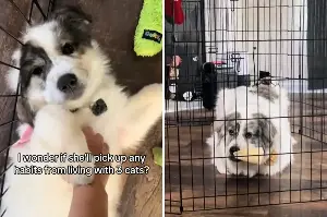 Great Pyrenees Puppy Raised With Cats, Owner Can’t Cope With What He Copies