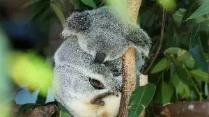 How Australian Researchers Plan to Avert Koala Extinction