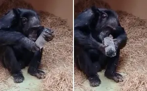 Square-cut or pear-shaped, diamonds are also a chimp’s best friend