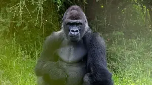 Bakari the boss: Meet 400-pound silverback gorilla set to lead Disney's Animal Kingdom gorilla troop – 5 things to know