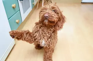 Apartment Cockapoo Visits New Home, Tears Over What They Suddenly Realize
