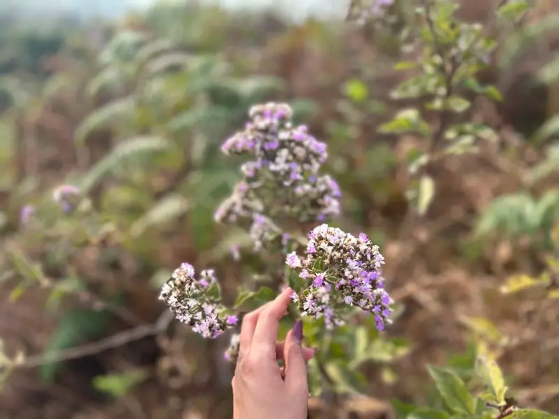 At Poomaale Estate, half the area is left entirely wild, creating a sanctuary for elephants, hornbills, and wandering souls alike. (Pic: Sanya Panwar)