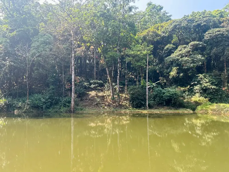 The forest doesn't just surround you; it reflects back a calmer version of yourself. (Pic: Sanya Panwar)