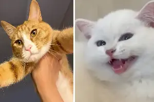 International Cat Day: The purr-fect viral videos to help you celebrate