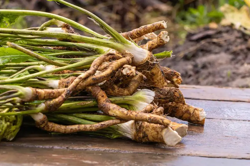 Armoracia rusticana radice