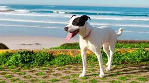Can your dog get heatstroke in summer? Vet shares major warning signs every pet parent should know