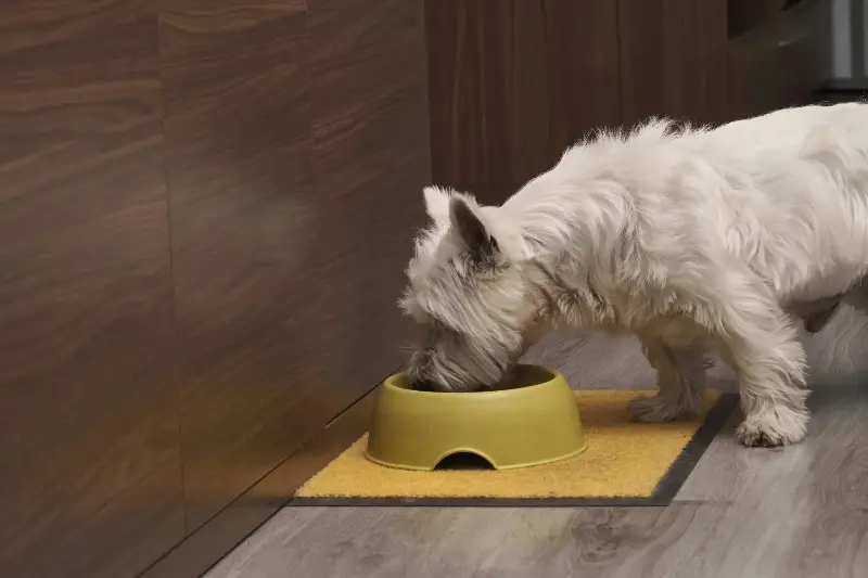 Make sure your pet drinks a lot of water this summer season to avoid getting dehydrated. 
