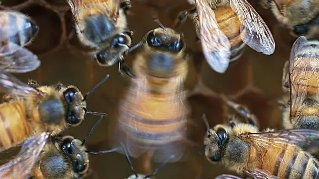 Las abejas bailan mejor cuando saben que las miran