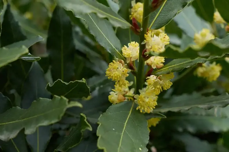 laurel