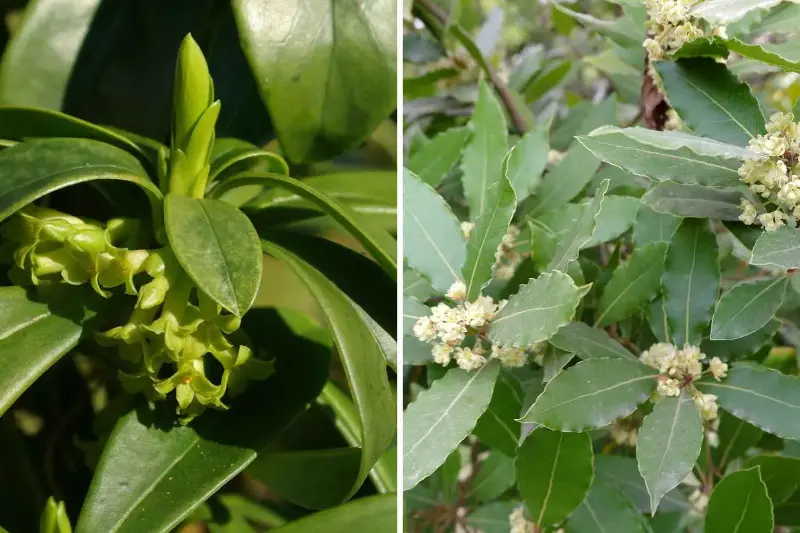 Laureola: tutto quello che devi sapere per coltivare la pianta che sembra alloro, ma è velenosissima